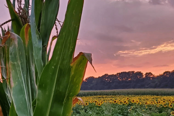 Sunflower Fields At Sunset