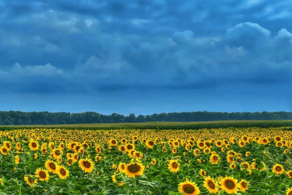 Sunflower Fields In The Daytime