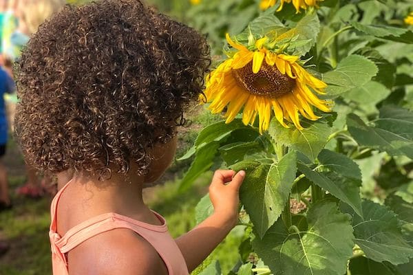 Girl looking at sunflower at Conner Prairie's Sunflower Field