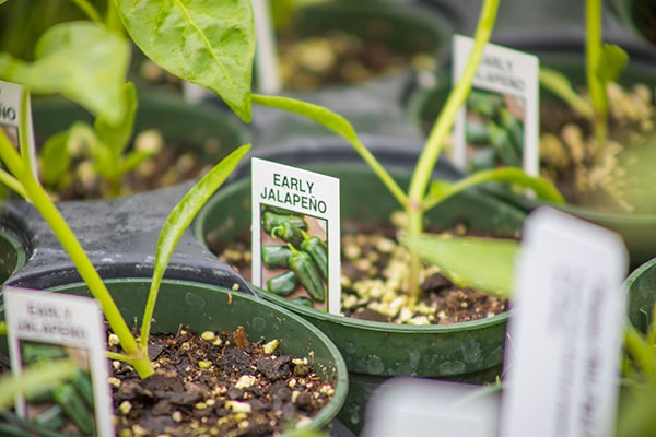 heirloom plants