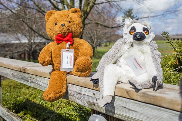 Teddy and zooby by balloon