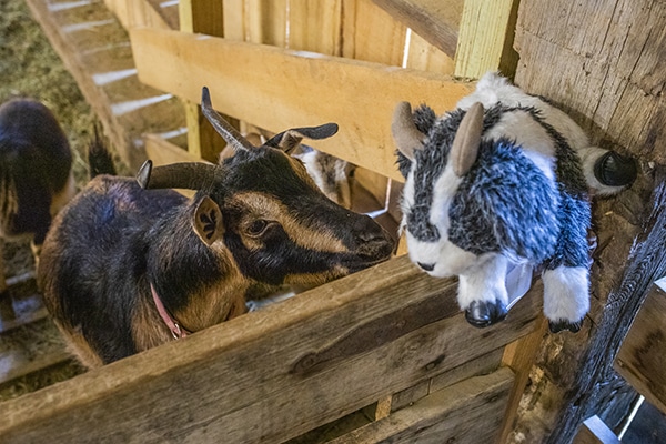 Stuffed animal goat with goats