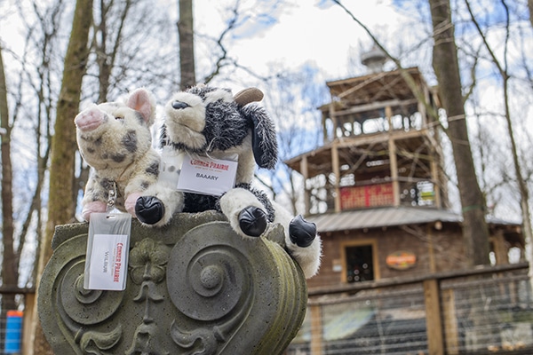 Goat and pig at treetop