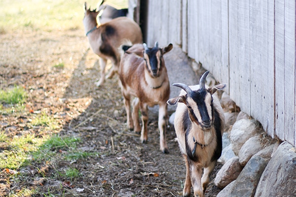 Arapawa25 goats