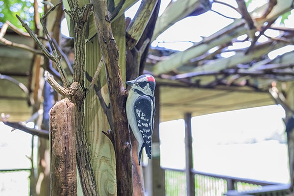 bird statue at habitat