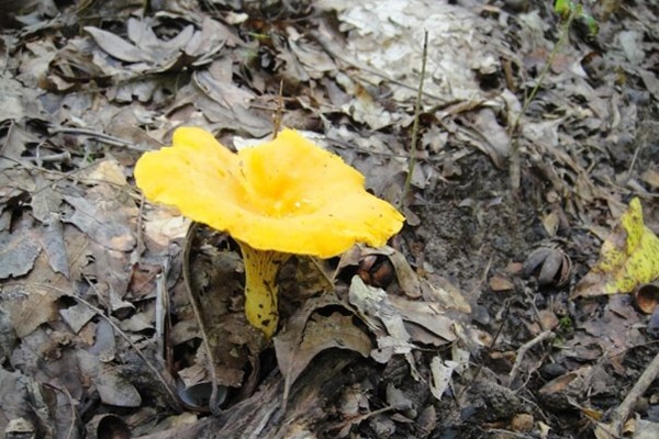 Image of a mushroom