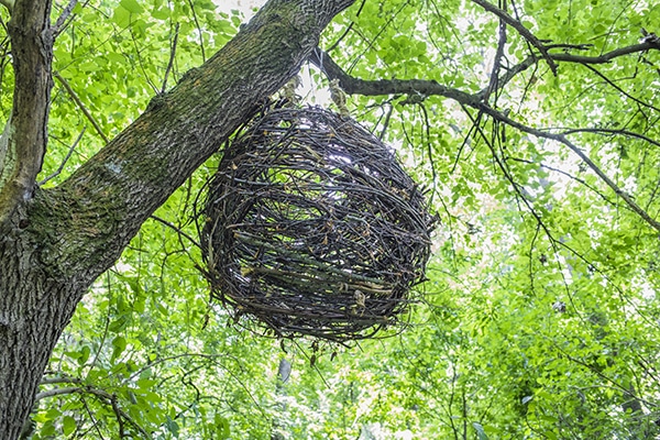Nests structure- Habitat