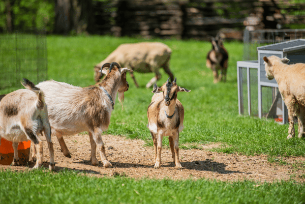 Arapawa goats