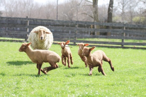 Tunis Sheep running