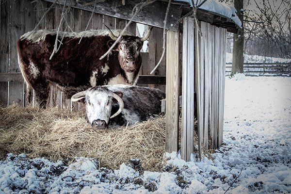Photograph of two English Longhorns