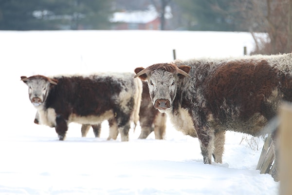 Photograph of Cattle in winter