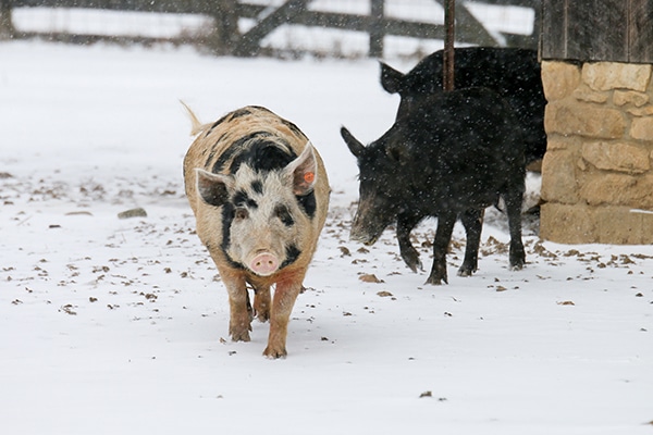 Photograph of Ossabaw hogs in the winter