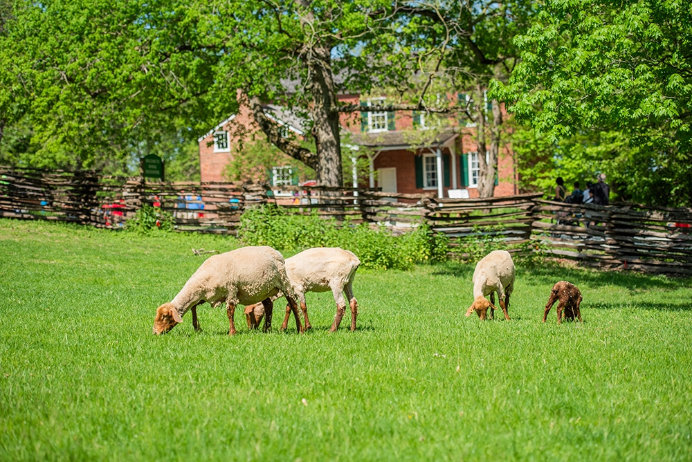 Sheep eating grass