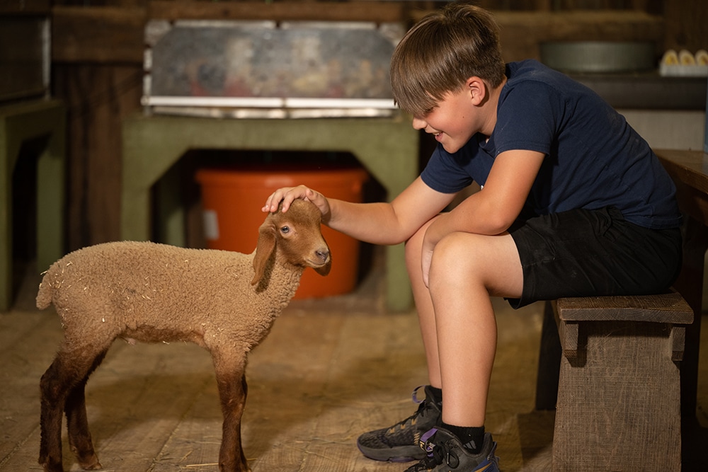 Youth volunteer petting a sheep
