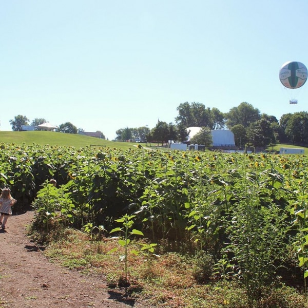Photo of sunflower field and 1859 Balloon Voyage