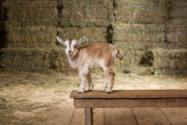 Arapawa goat