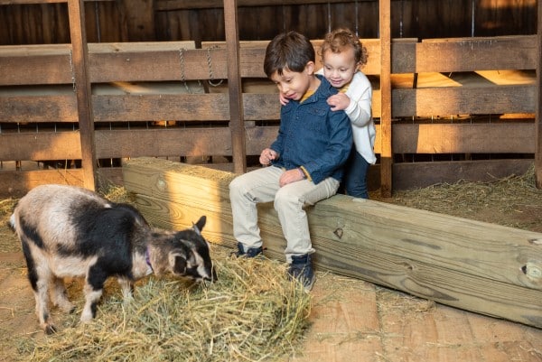Children looking at an Arapawa goat