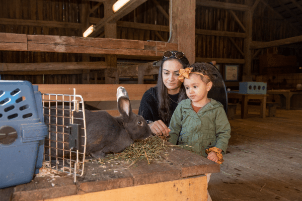 Animal Enounters Rabbit Child and parent looking at an American Rabbit