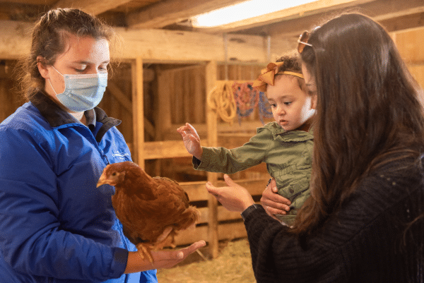 Child petting a chicken