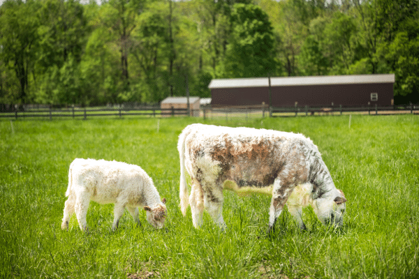 Two English Longhorn cattle
