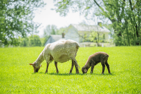 Two Tunis Sheep