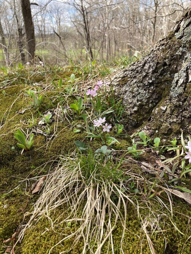 Photo of flowers