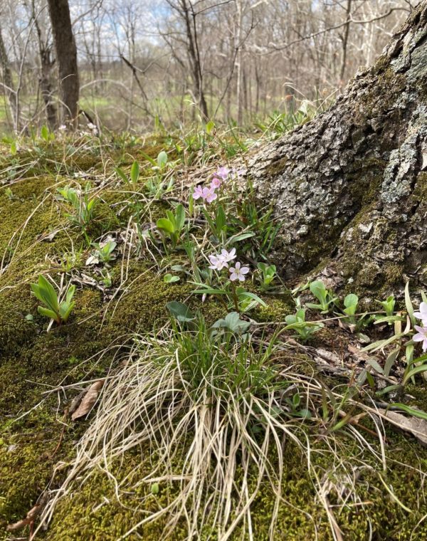 Photo of flowers