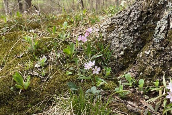 Photo of flowers