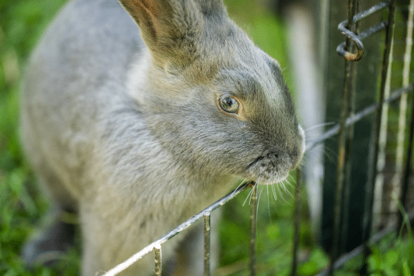 Blue American Rabbit