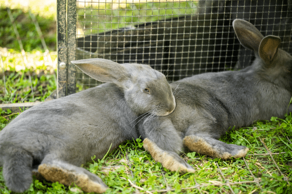 Two blue American Rabbits