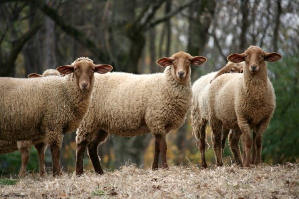 052.e (1) A group of Tunis Sheep