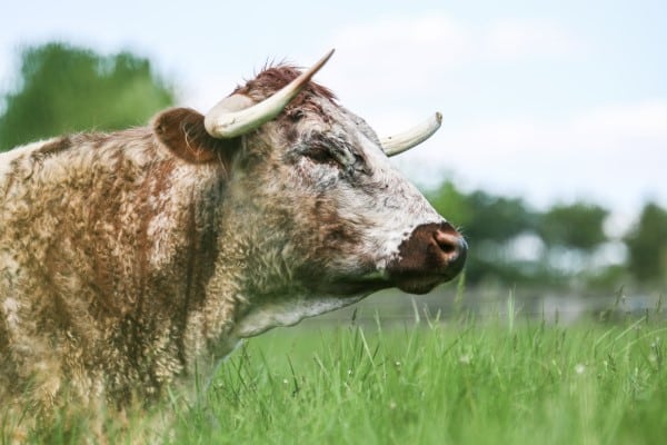 English long horn