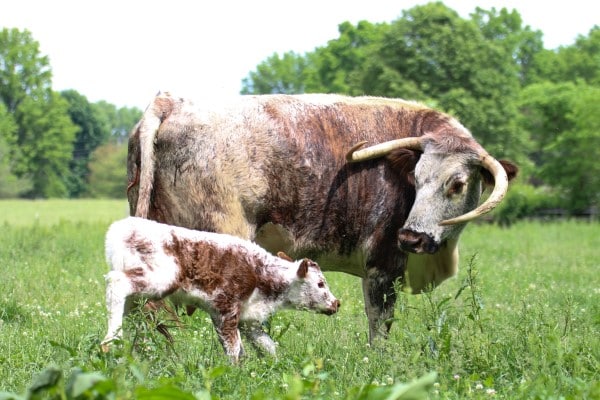 Two English Long Horn Cattle