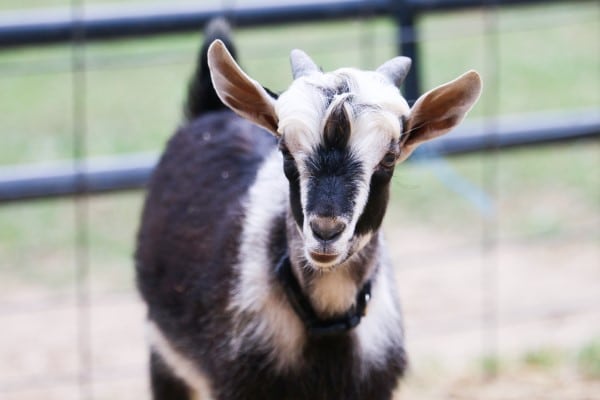Arapawa goat