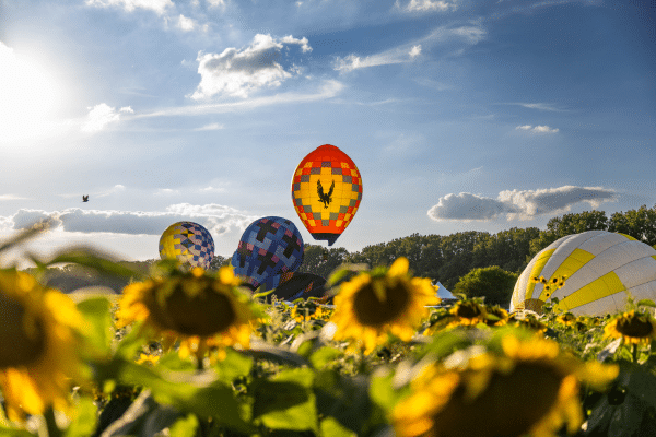 Hot air balloons above the sunflower field