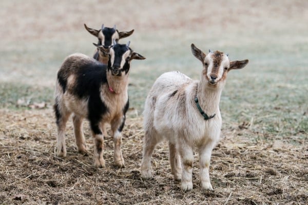 Three Arapawa goats at Animal Encounters