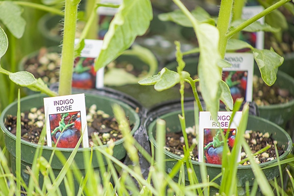HeirloomPlantSale2021 2