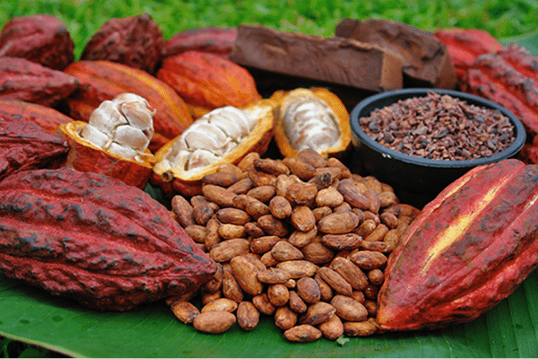 Cacao Pods Cacao Pods