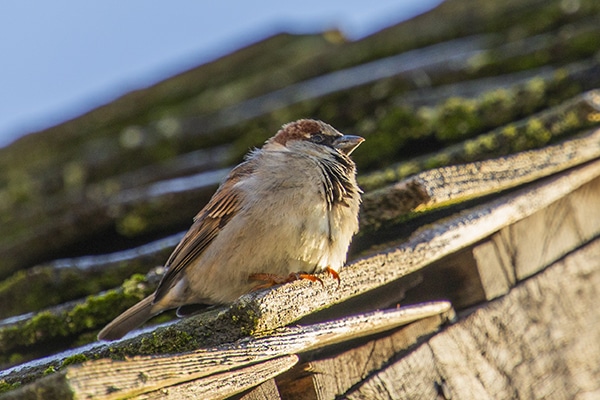 Bird Bird Feeder Bird Bird Feeder