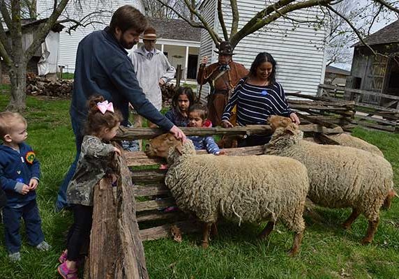 Tunis Sheep Tunis Sheep